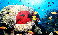 คำอธิบาย: คำอธิบาย: D:\..\..\image\huahin\huahin-02.gif