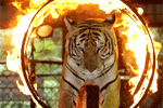 คำอธิบาย: คำอธิบาย: คำอธิบาย: D:\..\..\image\pattaya\tigerzoo\tiger-02.gif
