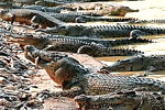 คำอธิบาย: คำอธิบาย: คำอธิบาย: D:\..\..\image\pattaya\tigerzoo\tiger-03.gif
