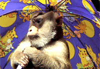 คำอธิบาย: คำอธิบาย: D:\..\..\image\phuket\phuket-16.gif