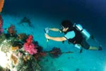 คำอธิบาย: คำอธิบาย: D:\..\..\image\phuket\raya\drivesindex.jpg